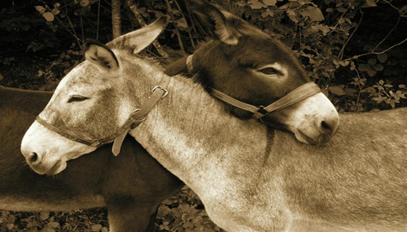 Onoterapia: un asino per amico Onoterapia: un asino per amico